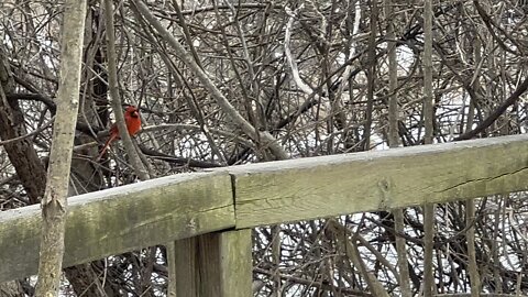 Beautiful Cardinals