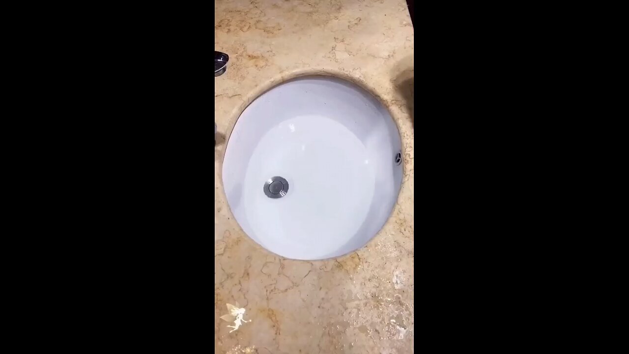 funny dog