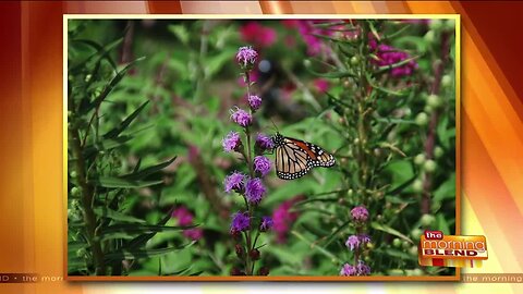 Planting a Garden For Color and the Bees!