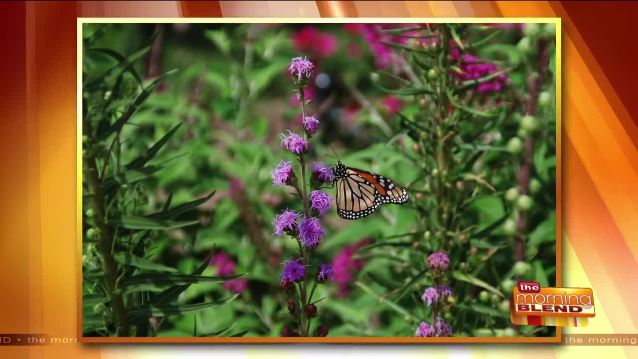 Planting a Garden For Color and the Bees!