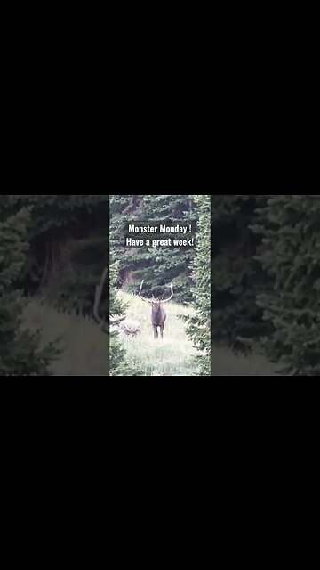 Monster Monday! Have a great Week! #elk #elkhunting #hunting #bull #monster #monday #shortsvideo