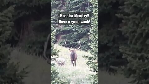 Monster Monday! Have a great Week! #elk #elkhunting #hunting #bull #monster #monday #shortsvideo