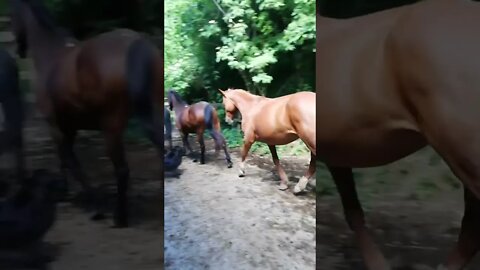 Brave Sheep Dog 🐕 leads Herd of Horses 🐴😂