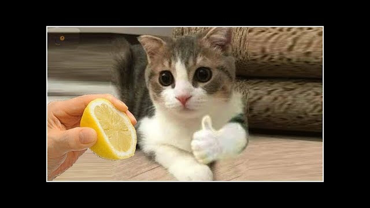 Funny And Cute Cats -- Funny Cat And Dog Videos 2022