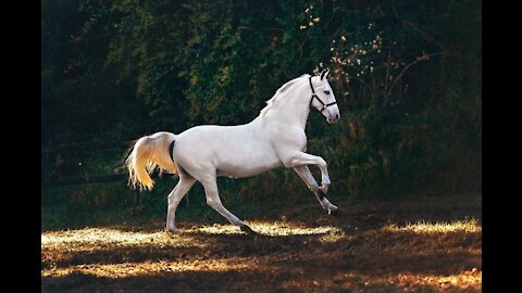 Beautiful White Horse Dance