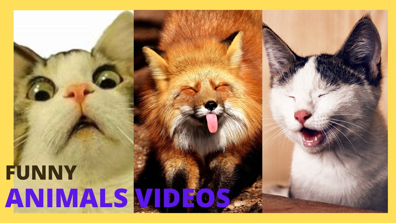 Funniest Animals Ever Seen