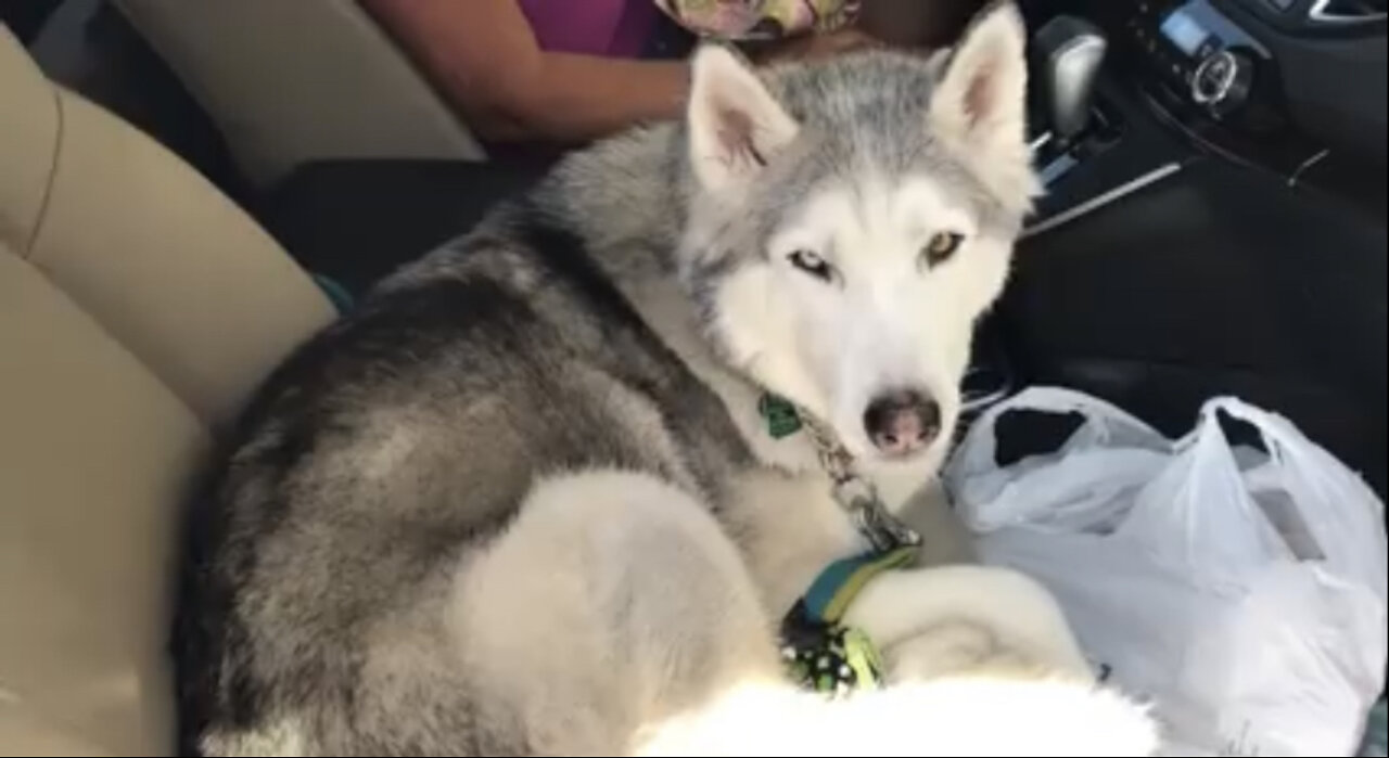 Cute Stubborn Husky refuses to give up front seat