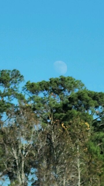 12/11/2024 Afternoon Moon