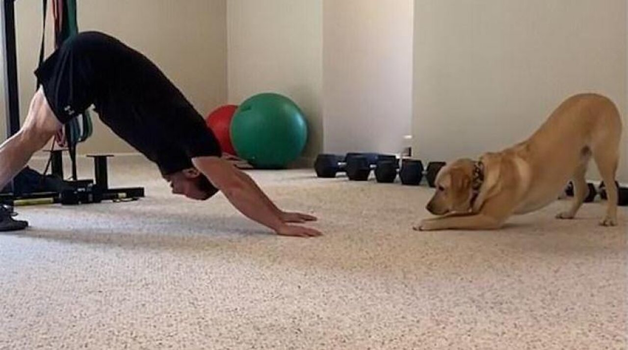 The French Bulldog perfectly mimics an owner's yoga moves