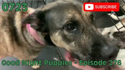 [0723] GOOD NIGHT PUPPIES - EPISODE 276 [#dogs #doggos #doggies #puppies #dogdaycare]