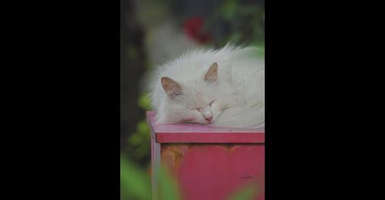 Survival Skill: Sleep