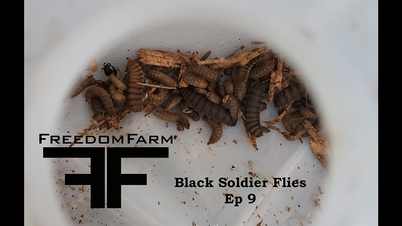 Black Soldier Flies!