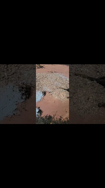 Secret Deer Mineral Recipe 🦌🦌🦌 #whoteewho #deerhunting #deerseason #deermineral