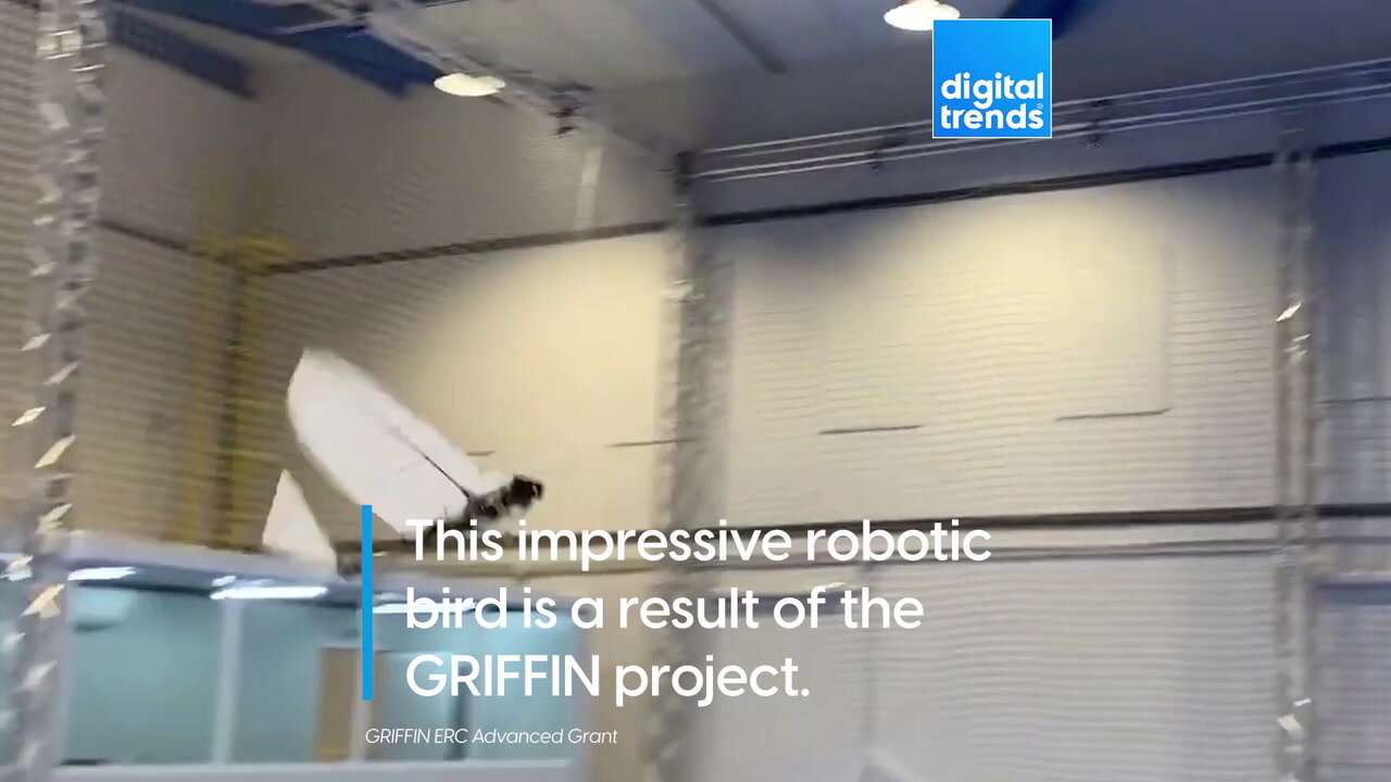 Robot-Like Bird With Talons