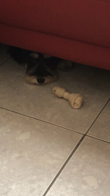 Hiding under the sofa