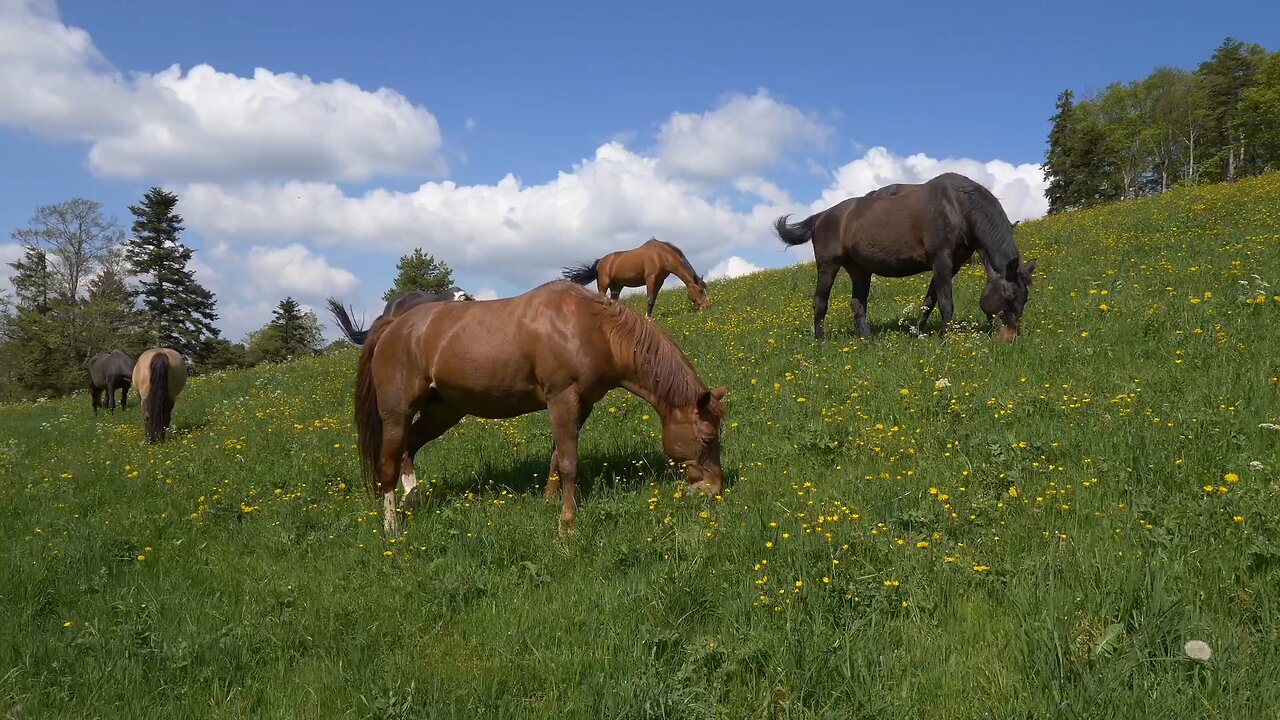 "Horses: Icons of Power, Grace, and Freedom"