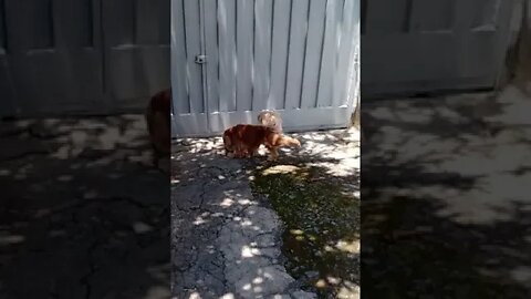 golden dog