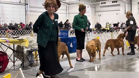 In ring with Tonya Bordeaux Willy #ShowDog #AKCShowDog #Showtime