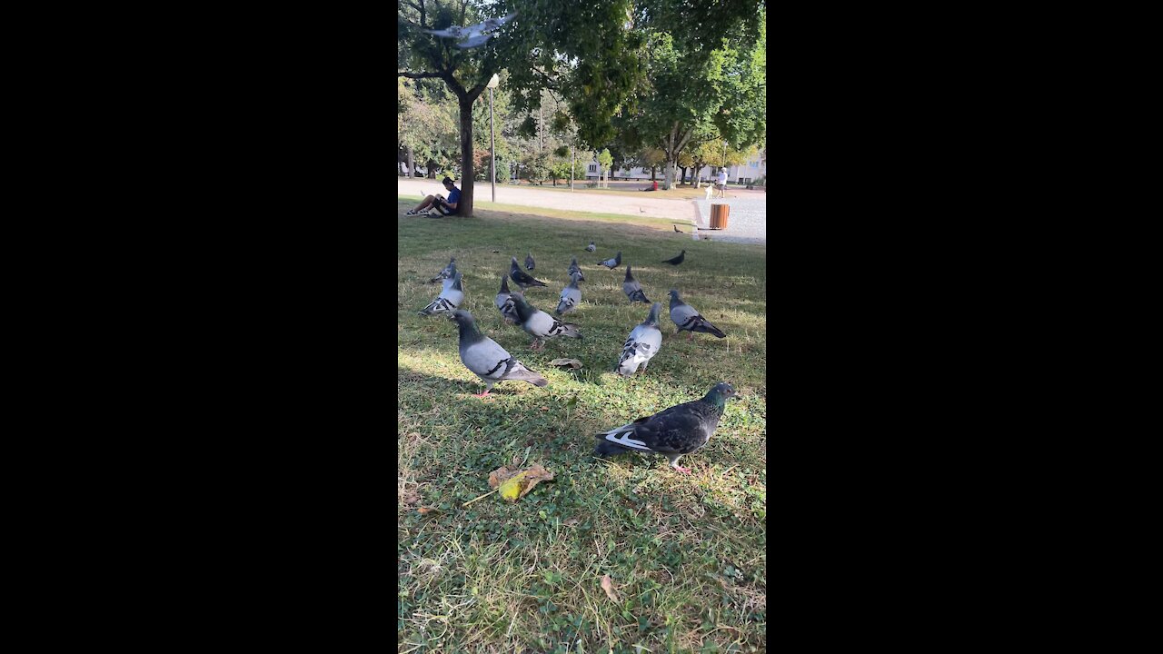 Just feeding 🦆😍