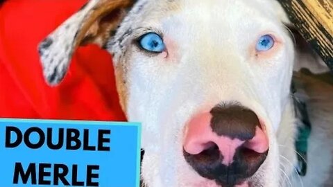 WAWG Kennels 3 DOUBLE Tri Merle Ready For Stud Service