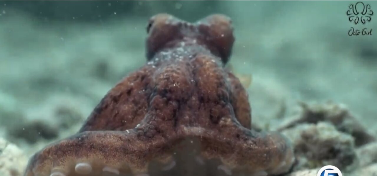 Meet 'Octo Girl' the FAU researcher studying the octopus