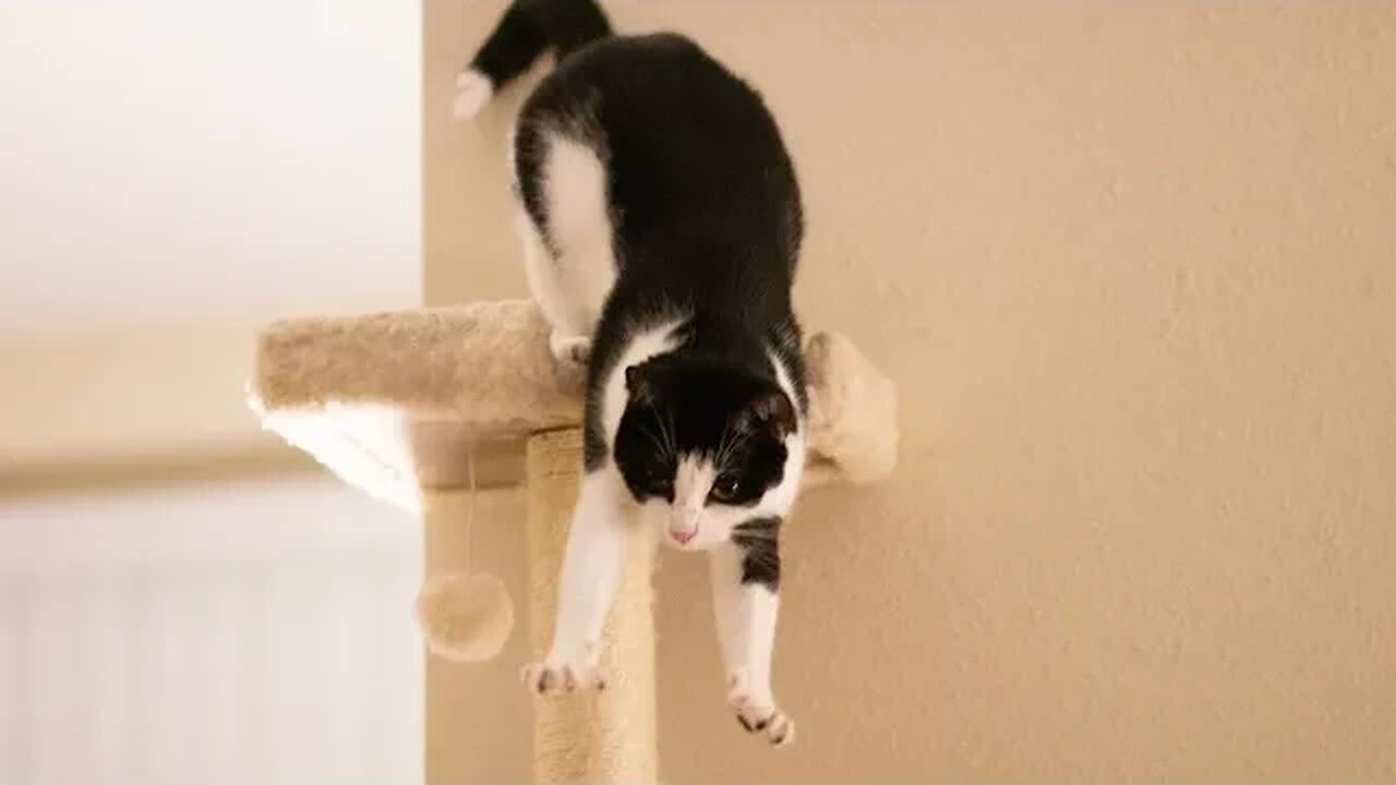 Try NOT to Laugh! 😹 This Cat Needs to Retire from Long Jumping 🤣 (#197) #Clips