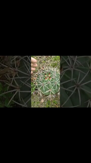 Coroa de frade, cactos