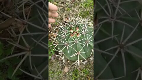 Coroa de frade, cactos