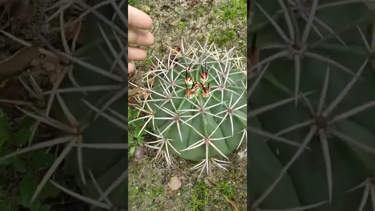 Coroa de frade, cactos