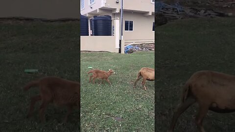 GOATS WITH ATTITUDE