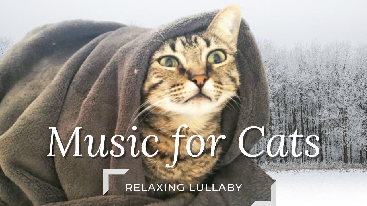Relax my Cat - Música Relaxante para Gatos I Relaxing Lullaby - Music for Cats