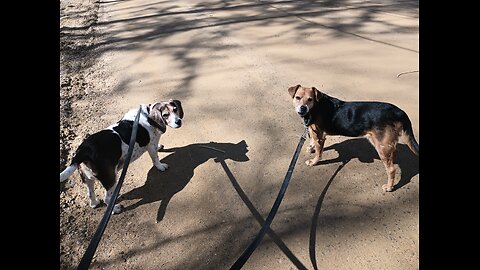 Clarabelle and Bandit