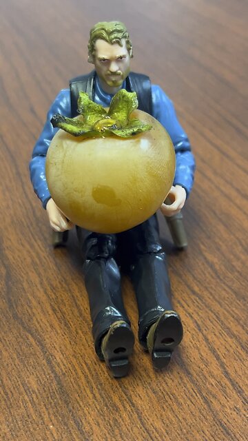 Clay Forages a Persimmon