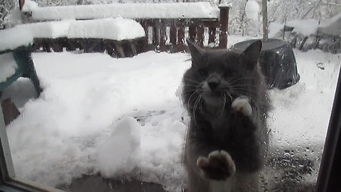 Cat gets her groove on Batman style!