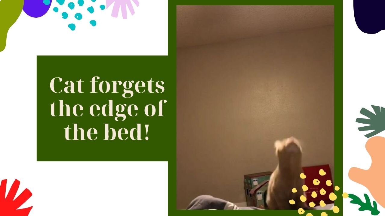 cat forgets the edge of the bed!
