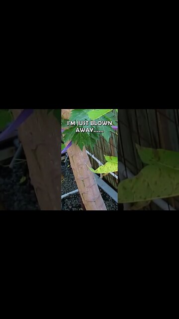 2 Storey Tall Aquaponics Papaya