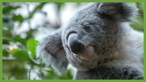 Aussie Recycling Squad | Keeping Earth Clean!