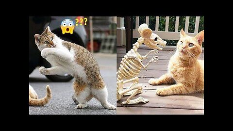 Funny Cute Cats Videos 🤣🤣😍😍❣️❣️❤️❤️❣️