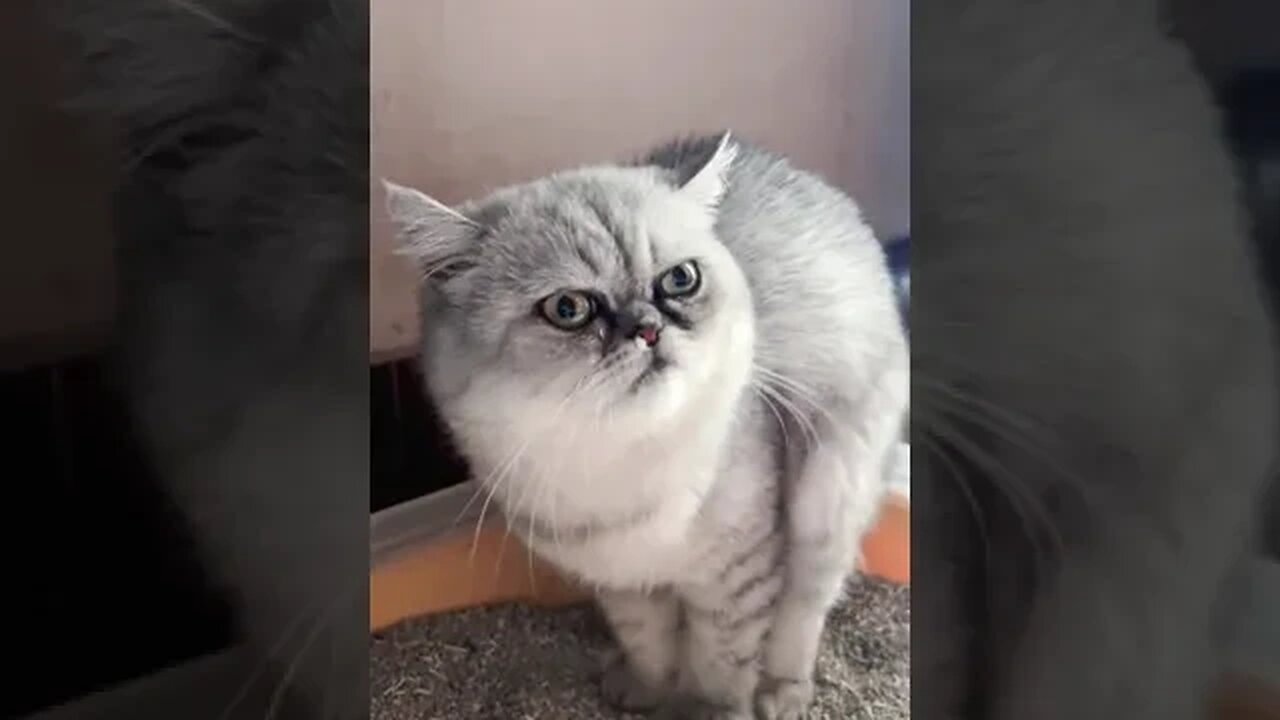 PLAYING CAT VIDEO MEAWWW