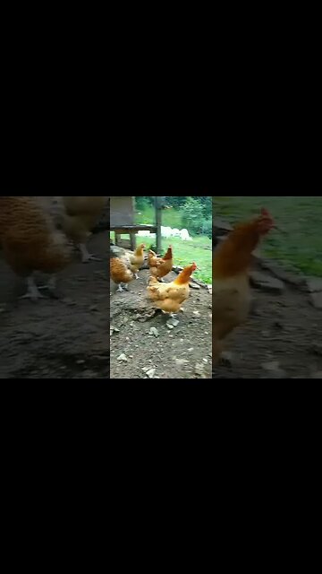 Chickens❤️