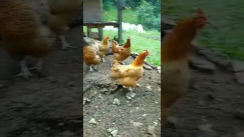 Chickens❤️