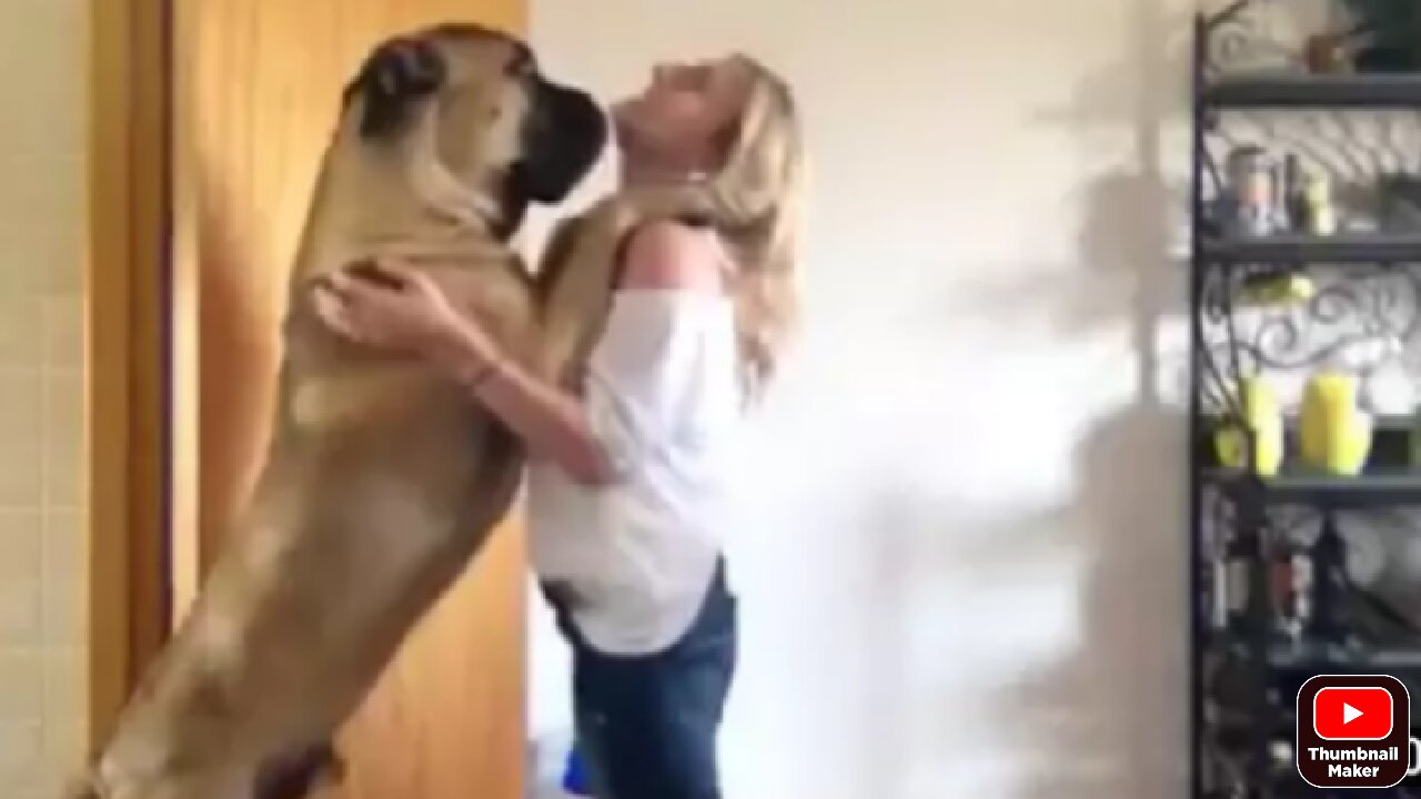 Dozer the tall Bullmastiff