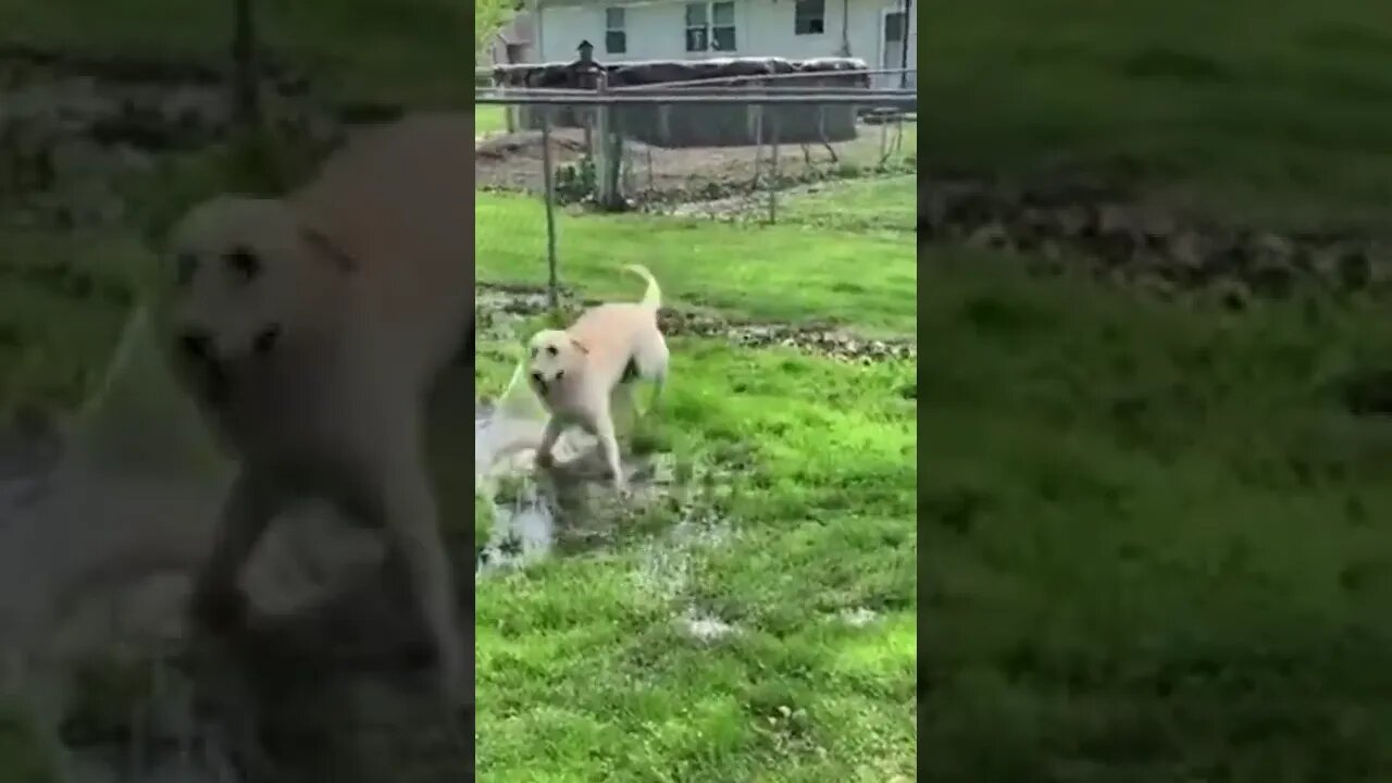 Dog taps on the puddle and has a lot of fun #shorts