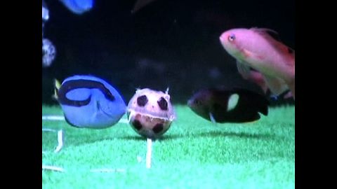 Fish Soccer