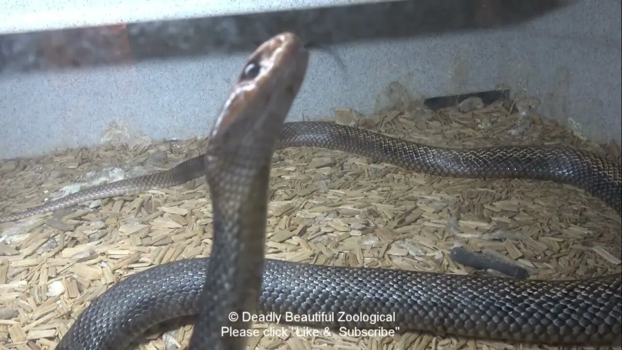 Episode #1056 Mixed Bag of Snakes
