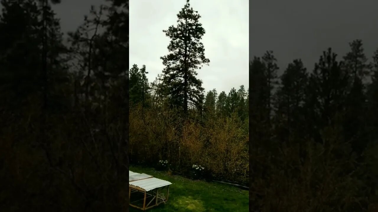 #rain #eveningrain #rainsounds #peaceful #springrain #homesteading #homesteadlife #farm #farmlife