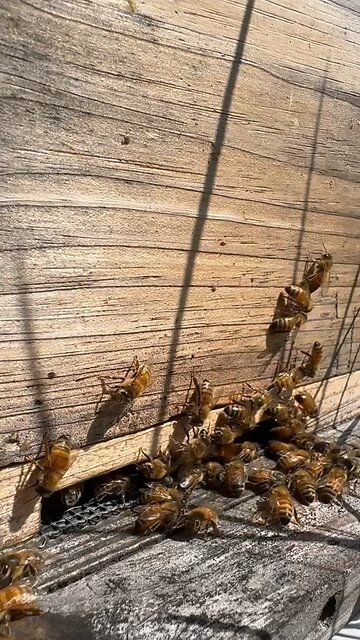 Busy bees at a hive entrance