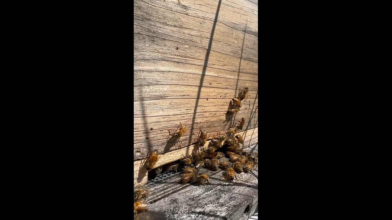 Busy bees at a hive entrance