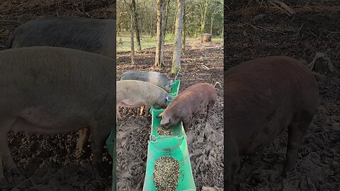 Pigs Enjoying Breakfast @UncleTimsFarm #shorts #carnivore #pigtalk