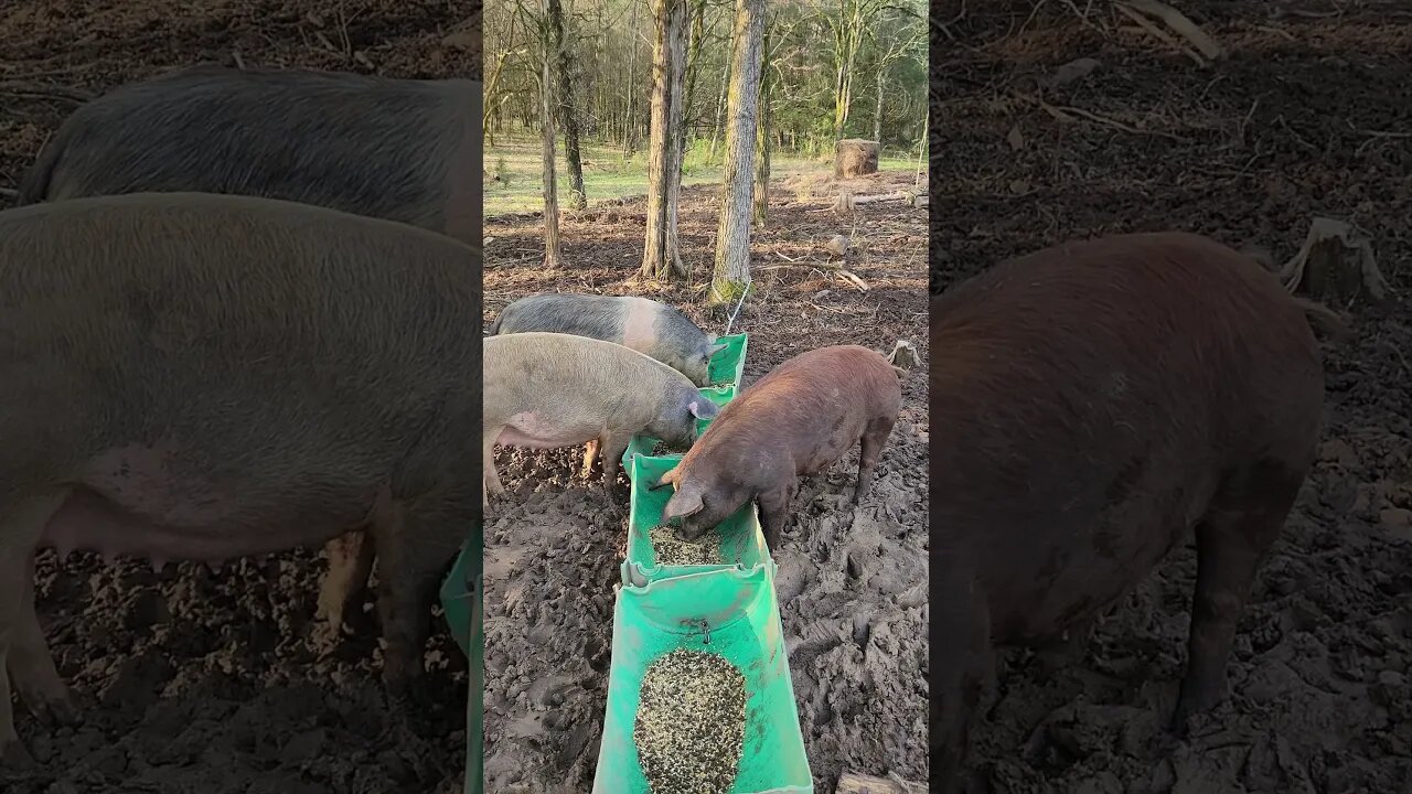 Pigs Enjoying Breakfast @UncleTimsFarm #shorts #carnivore #pigtalk